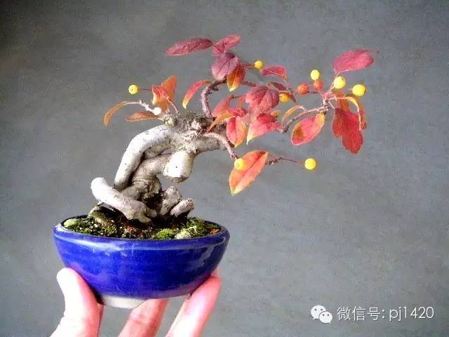 在居室中放罝一组微型盆景,定能使您蓬筚生辉