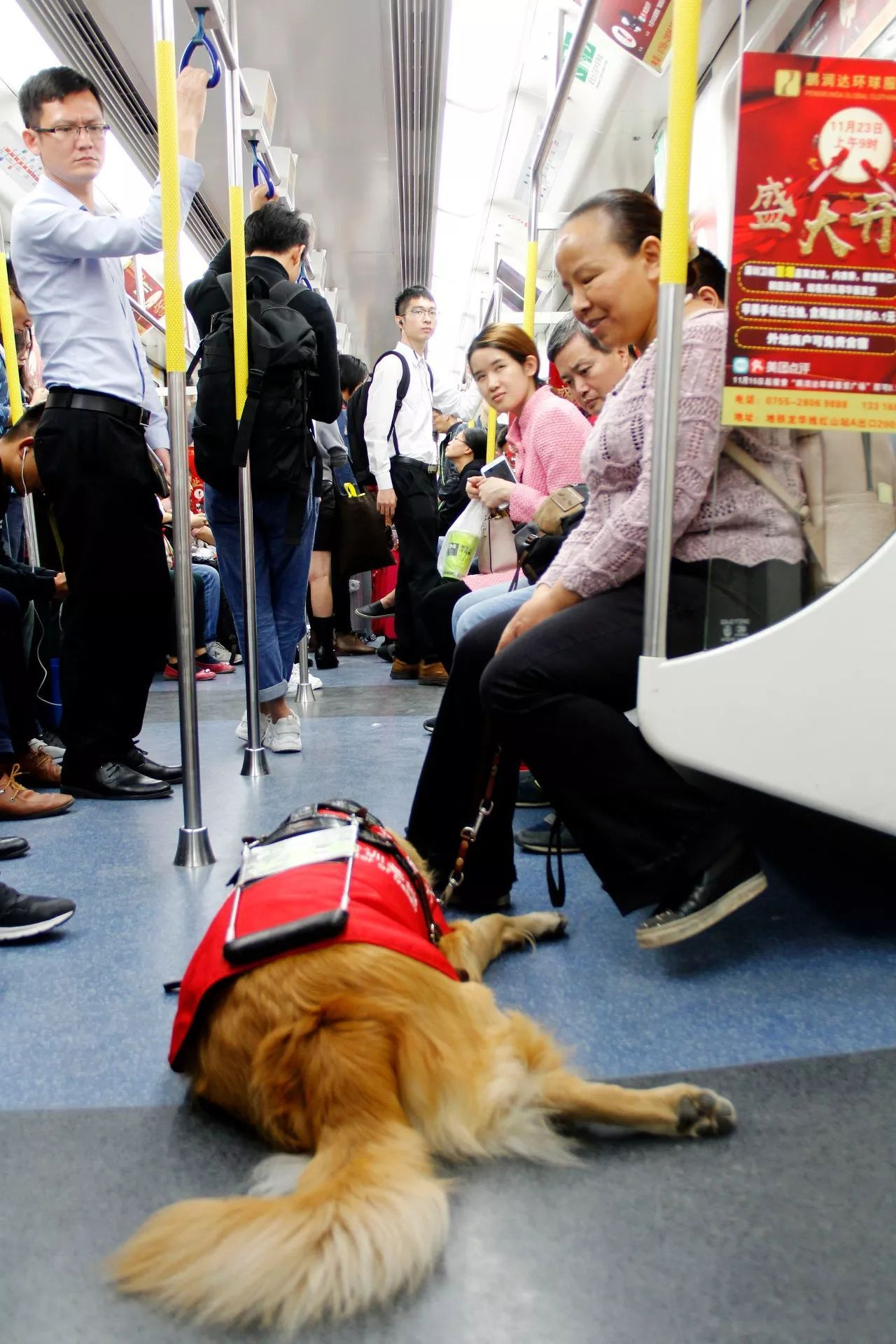 导盲犬满悦和她主人的一天