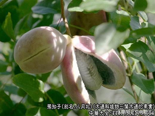 话说中药材——预知子的功效与作用