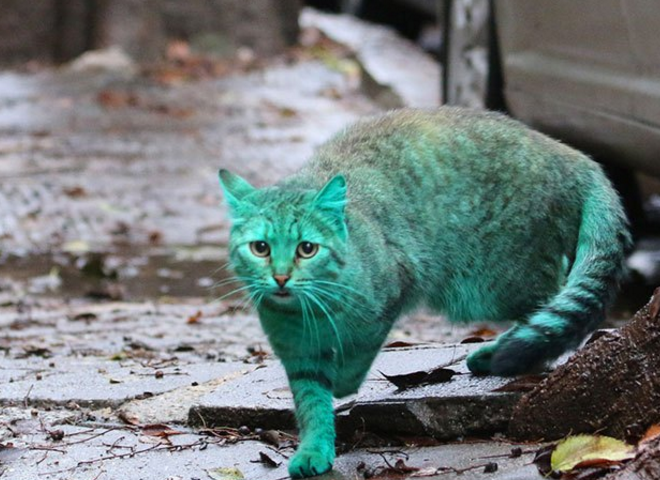 有人推测这只绿色猫咪是人为染色的,这是一种虐待动物的行为.