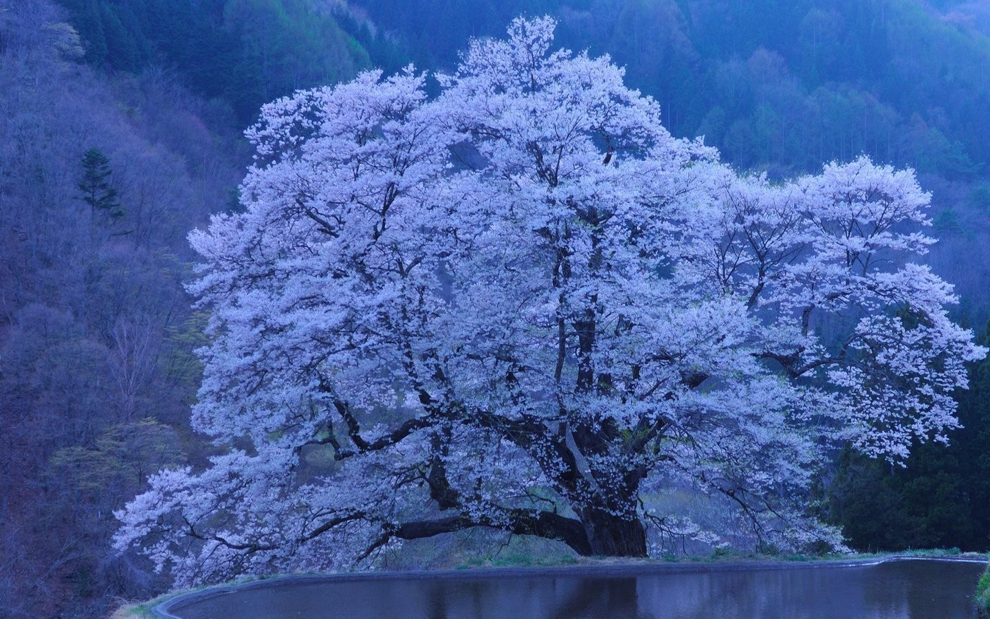 粉红桃花清新电脑壁纸