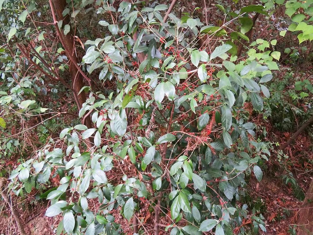 常见植物知识普及(一)——狗骨柴