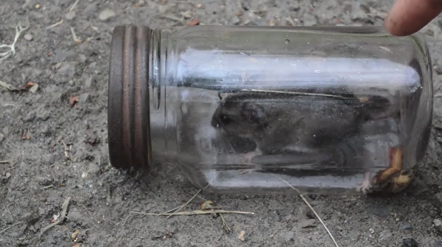 用玻璃瓶改造一个简易捕鼠器,让家里的老鼠有来无回,再也不用烦心了!