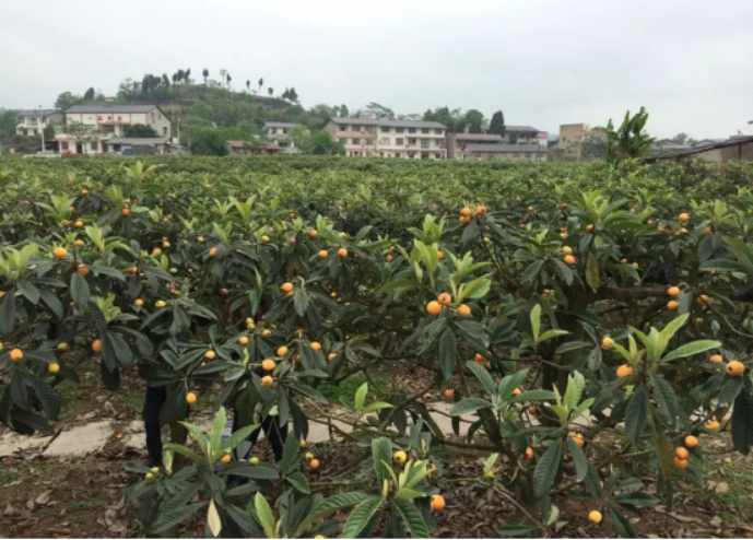 天醉园枇杷山庄:多彩的原生态庄园