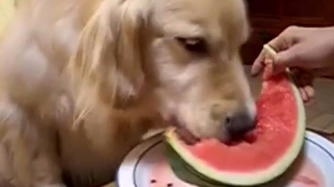 【大金毛乖乖的打点滴,夏天细菌较多,自己宠物