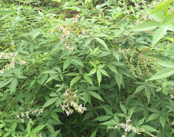 布惊树,学名牡荆,也有地方叫它稔子木森.