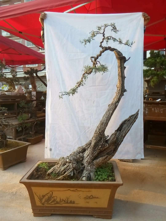 云南尖叶木樨榄(鬼柳)盆景栽培造型养护经验