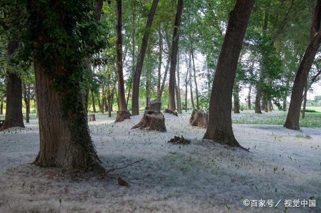 新安镇的西边李集乡有一片幸福林海,是一个美丽的地方