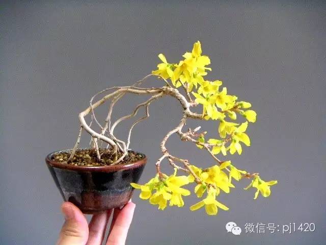 迎春花