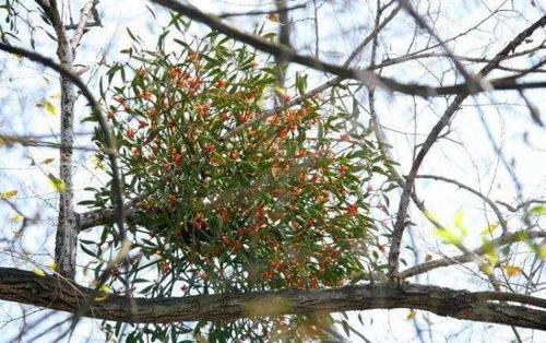 第一次听说槲寄生这种浪漫的植物?