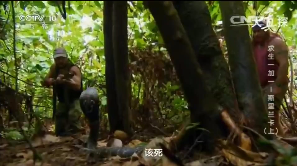 现实版人蛇大战,最终还是人胜利了,吓跑了眼镜蛇!