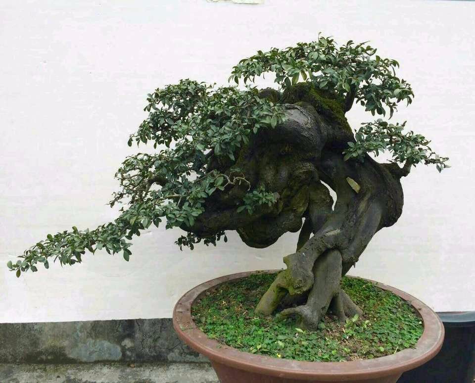 上百年的金弹子老桩,盆盆都是精品,网友:不吃不喝20年