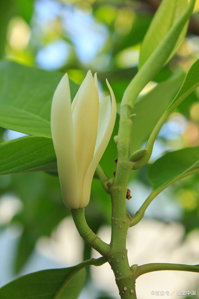 夏季花香四溢的五種常見花,別說你不知道啊