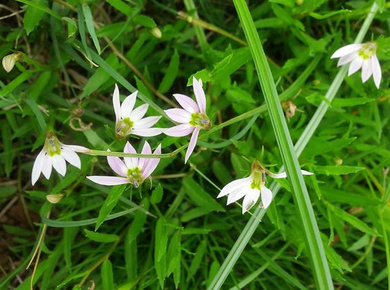 除此之外,蛇舌草还有抗肿瘤作用,如对急性淋巴细胞型,粒细胞型,单核