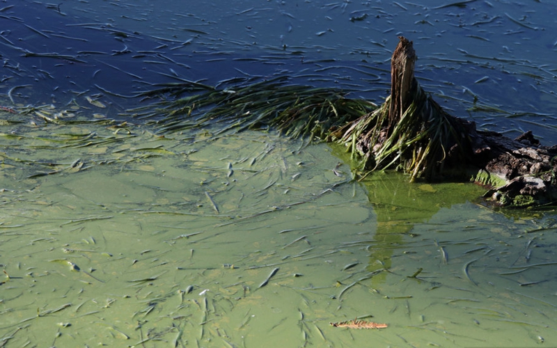 洱海亮起"水质警示灯",蓝藻富集西岸部分水域