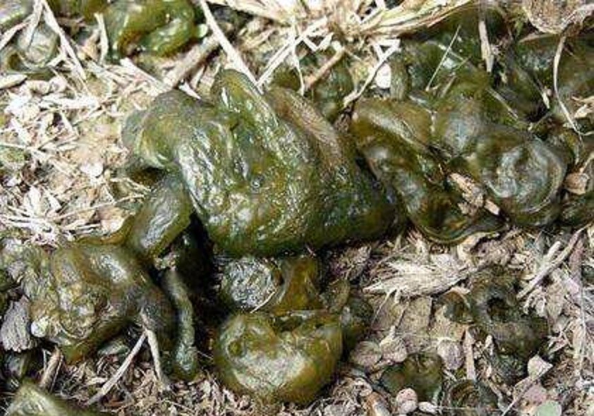 雷公丝又称野木耳或地木耳,具有明目益气,清热解火,利肠胃,消除疲劳等