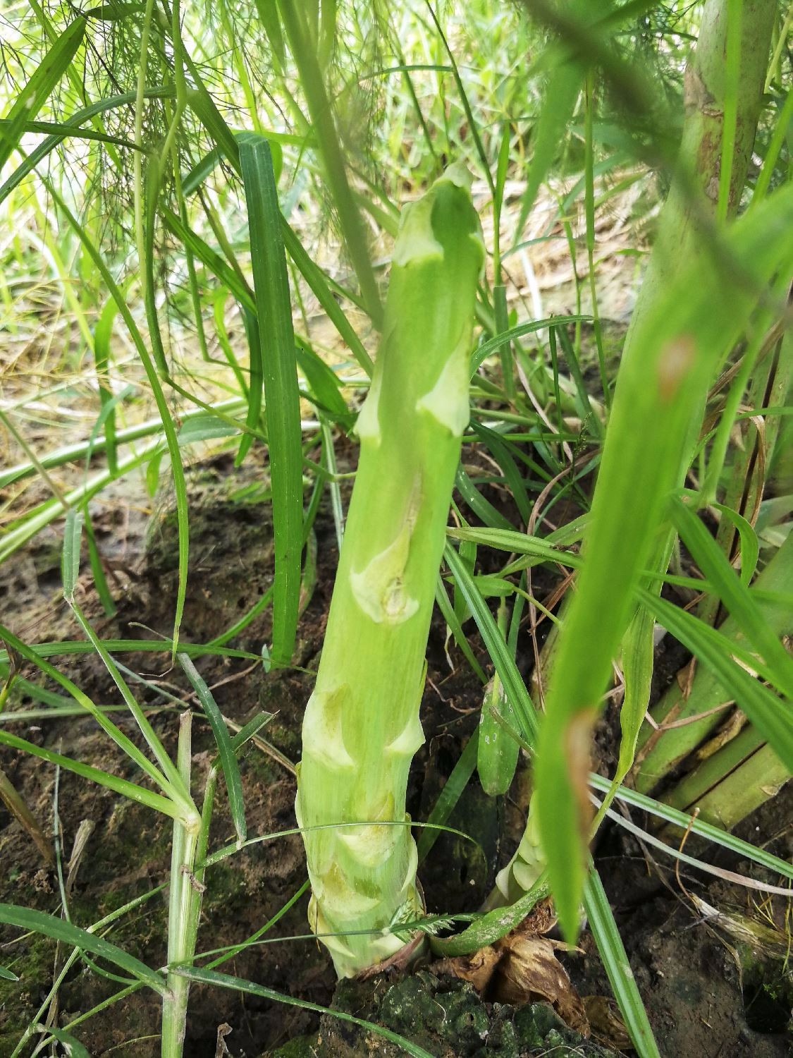 芦笋,蔬菜中的贵族,从来不会像其他蔬菜那样大量出现在菜摊上,而是一