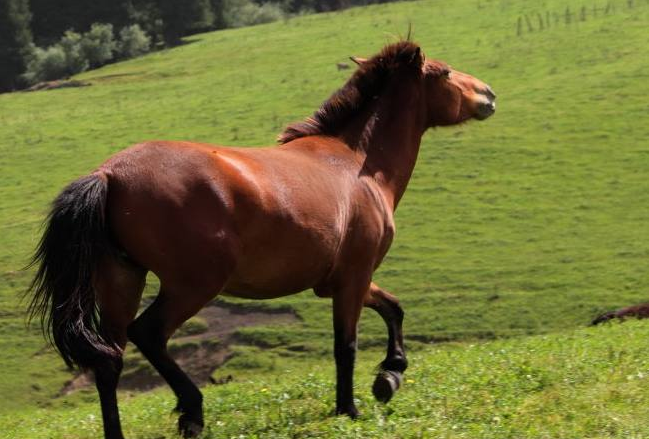 世界十種最貴的馬,其中一匹的價錢可以在北京買套四合院