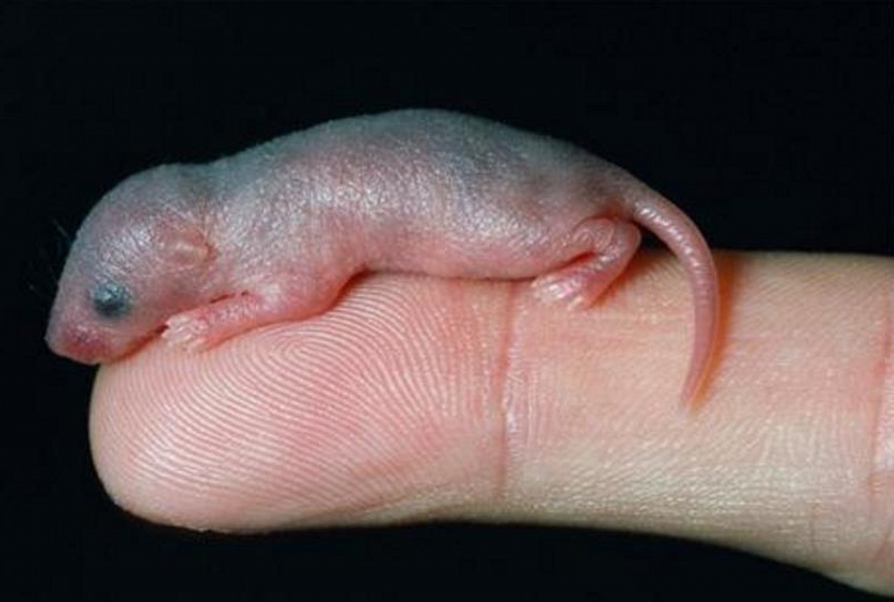 老鼠仔酒是一种强身健体功效的酒,用刚出生的小老鼠酿制而成.