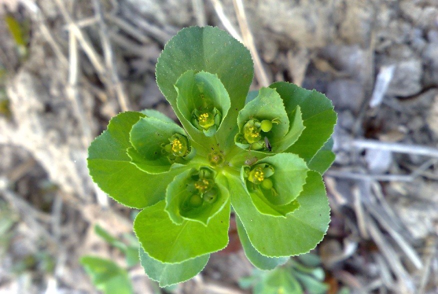 这种草名叫五朵云,别以为它只是好看,其实它最大功效是治疗肺病