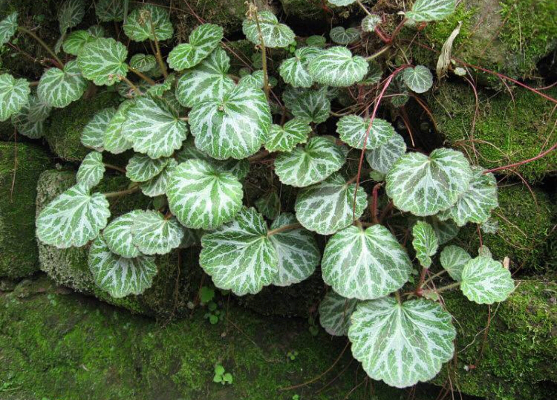 農村山上一種野草,它是治