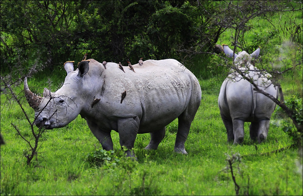 世界八大濒临灭绝的动物,全跟人类有关,白犀牛全球仅剩一头