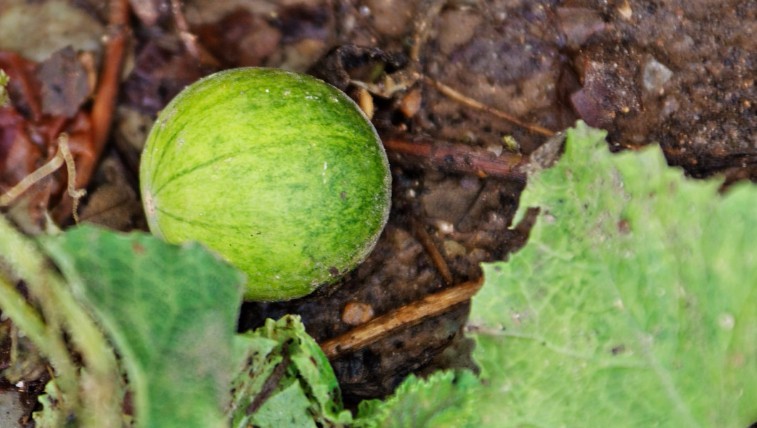 农村这种"屎瓜"被农民厌烦,却在城里成了宝,100一斤不好买!
