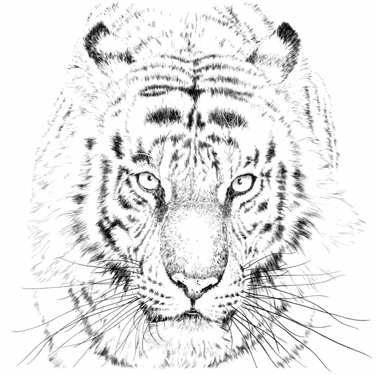 老虎的画法 简单 霸气图片