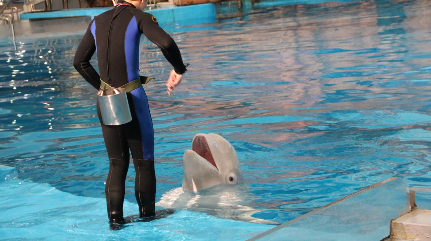 海豚表演背后的残忍图片