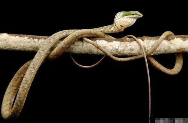 这种毒蛇叫做非洲藤蛇,它是具有后沟牙的剧毒蛇类,主食各种鸟类与蜥蜴