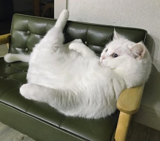 猫的行为变古怪,爱跷二郎腿,主人怀疑它失恋了