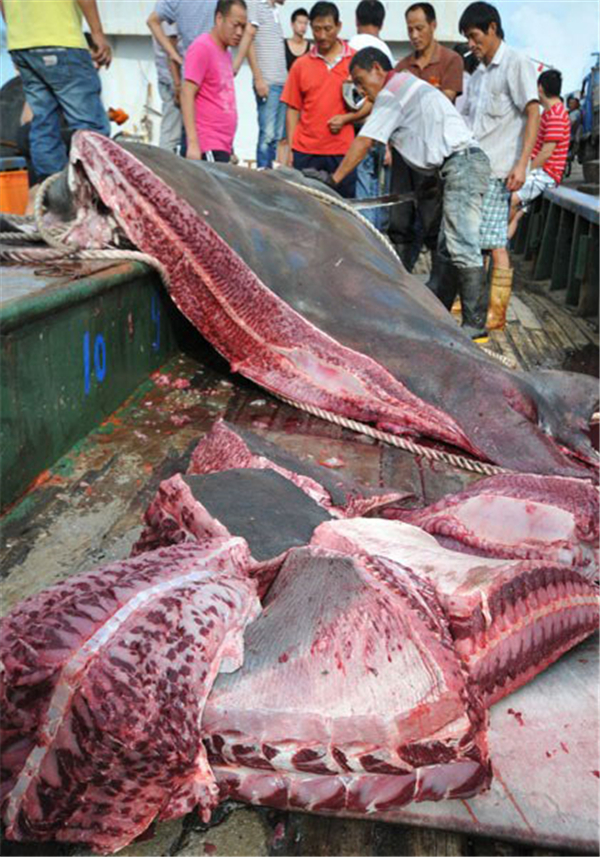 300斤巨型魔鬼鱼图片
