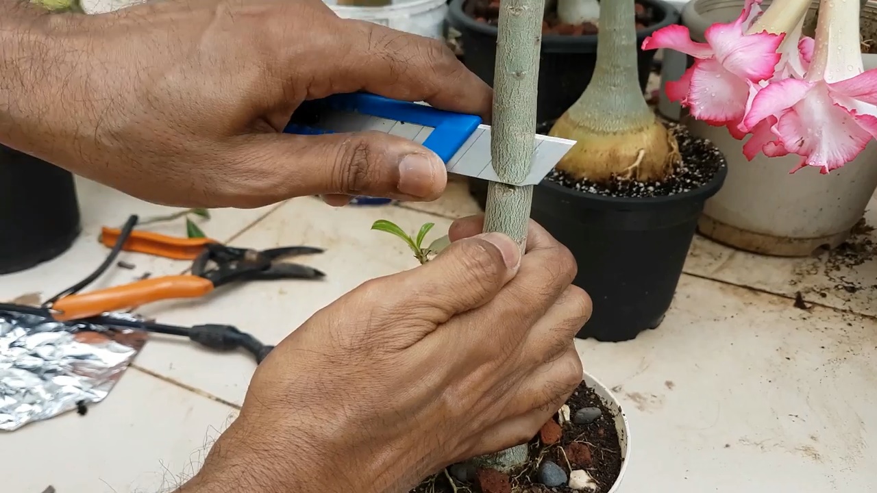 一种高位压条繁殖沙漠玫瑰的方法,可以试试哦