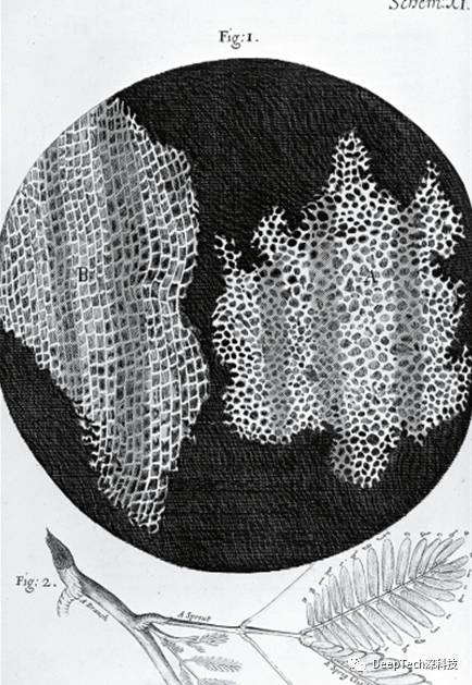 罗伯特·胡克通过显微镜看到并画下的软木栓细胞(1665年)