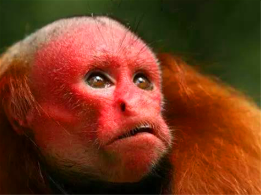 世界上最傻的猴子图片