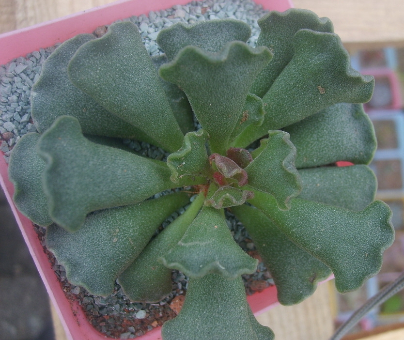 神想曲天锦章属多肉植物,茎褐色被密生的气生根包裹,姿态奇特