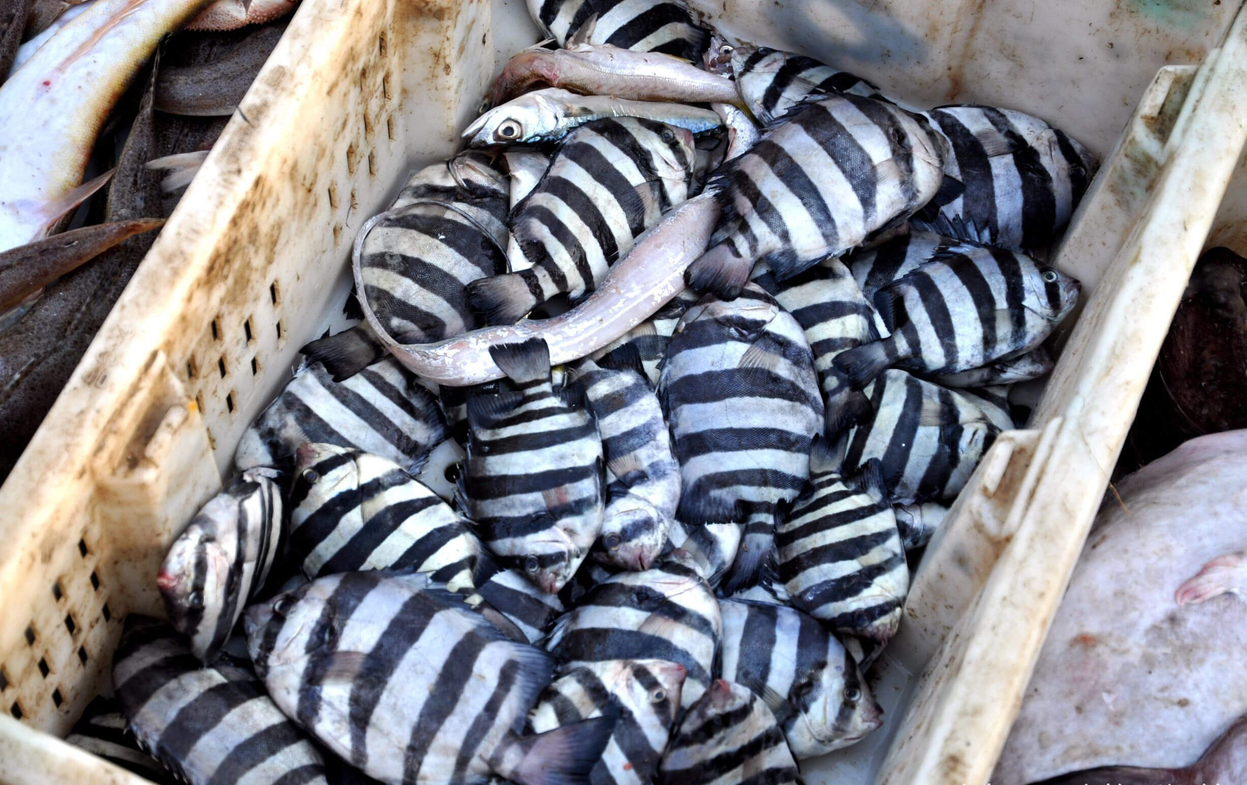 超大野生牙鲆鱼现身青岛海鲜市场,体大价高难出售