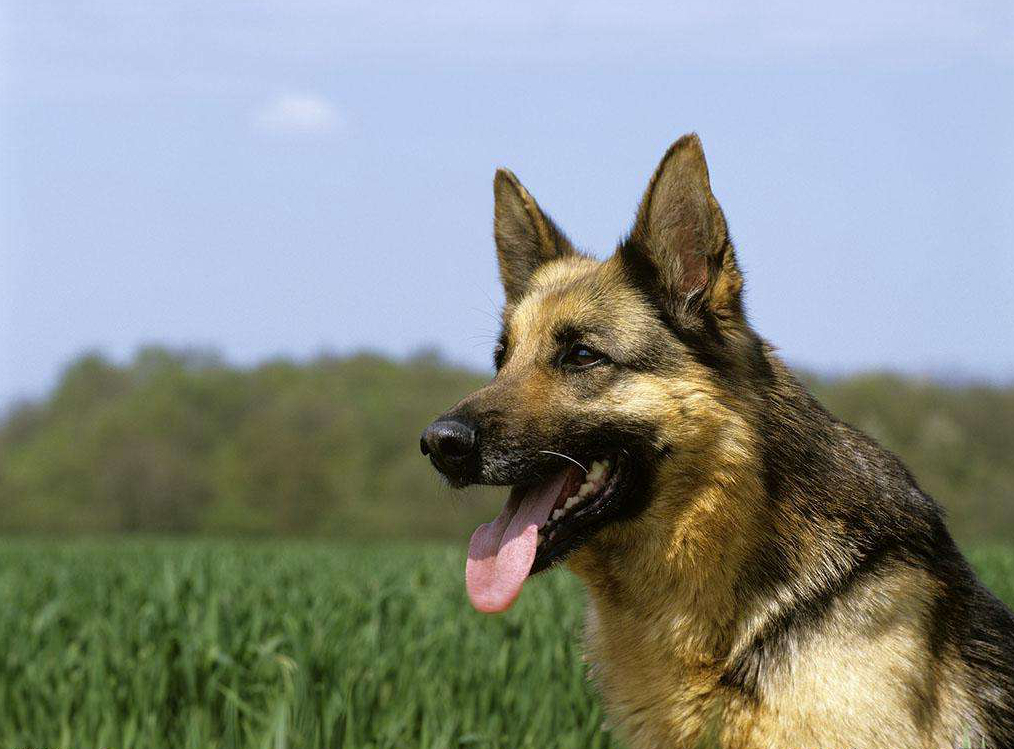 这个犬种世界分布最广,在中国一般都叫它狼狗,是小时候最怕的狗