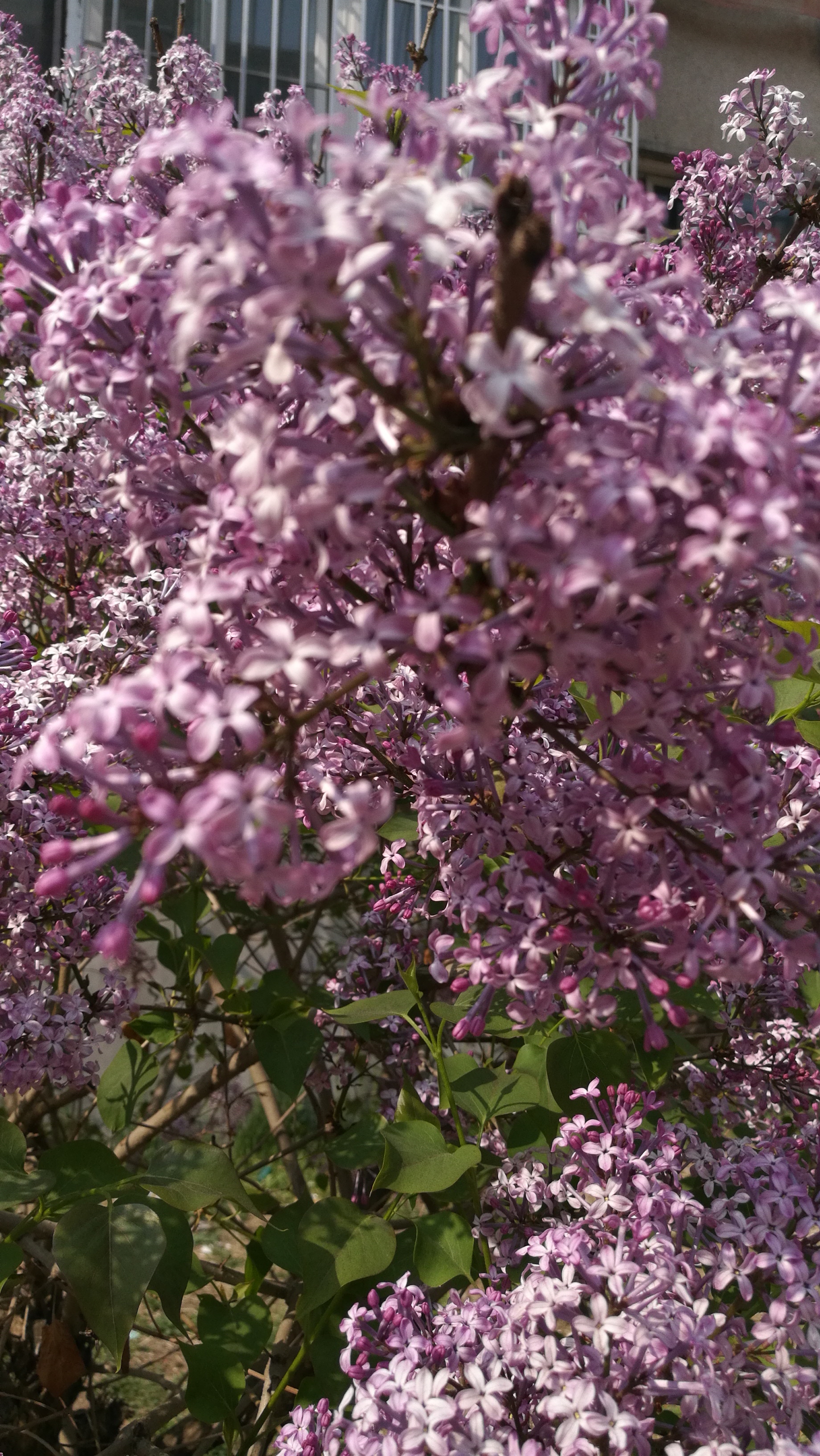 七瓣丁香花图片