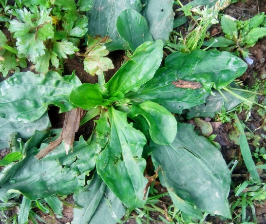 车前草的功效:中医学认为,车前叶性味甘,寒.