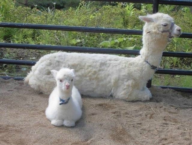 一看就是亲生的,小羊驼和妈妈神同步,连睡觉的姿势都一模一样