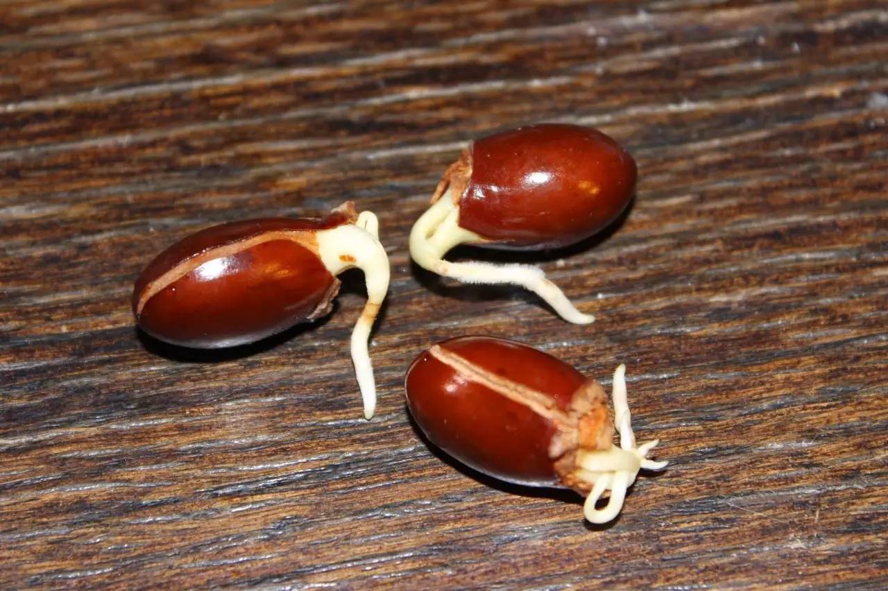 荔枝的果核有大有小,上面这种比较大的果核是非常容易发芽的,发芽