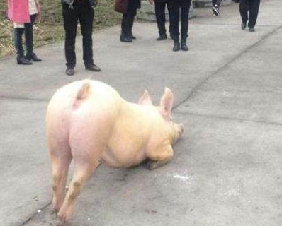 肥猪在寺庙门口长跪不起虔心拜佛和尚出现后的举措,让人怀疑它是猪