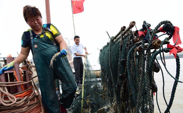 农村大姐长江捕捞野生江蟹,一个小时收获6只,每只价格100多!