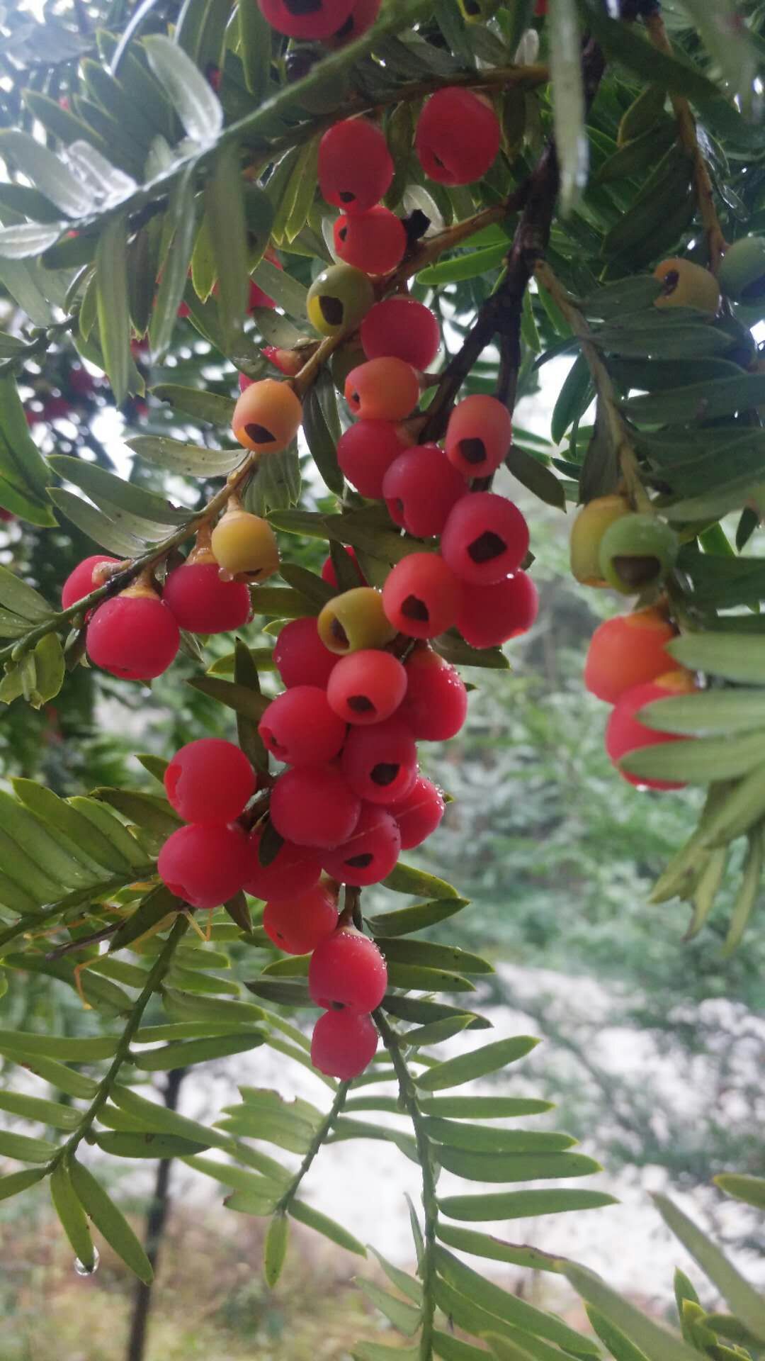 红豆杉门果子赏析