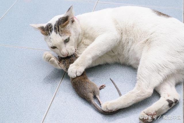 论心理素质,我只佩服这只老鼠,为了躲避猫咪追捕竟然这么干!