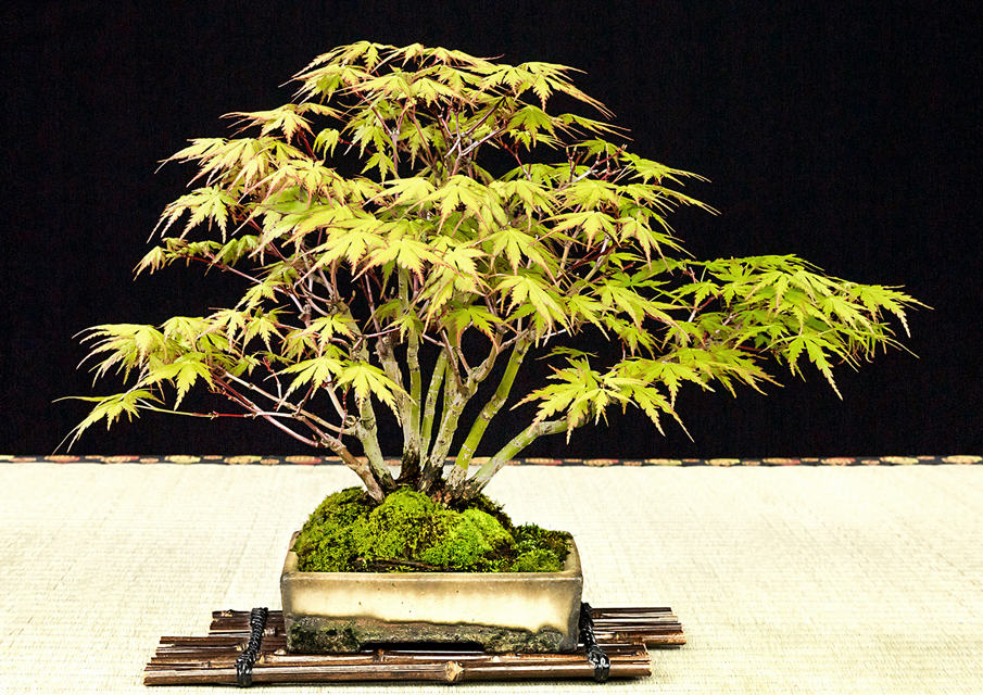 日本顶级盆栽图片