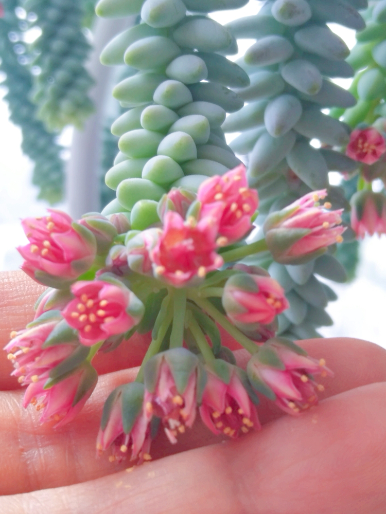 玉缀多肉,应该是多肉界里面开花最漂亮的多肉之一