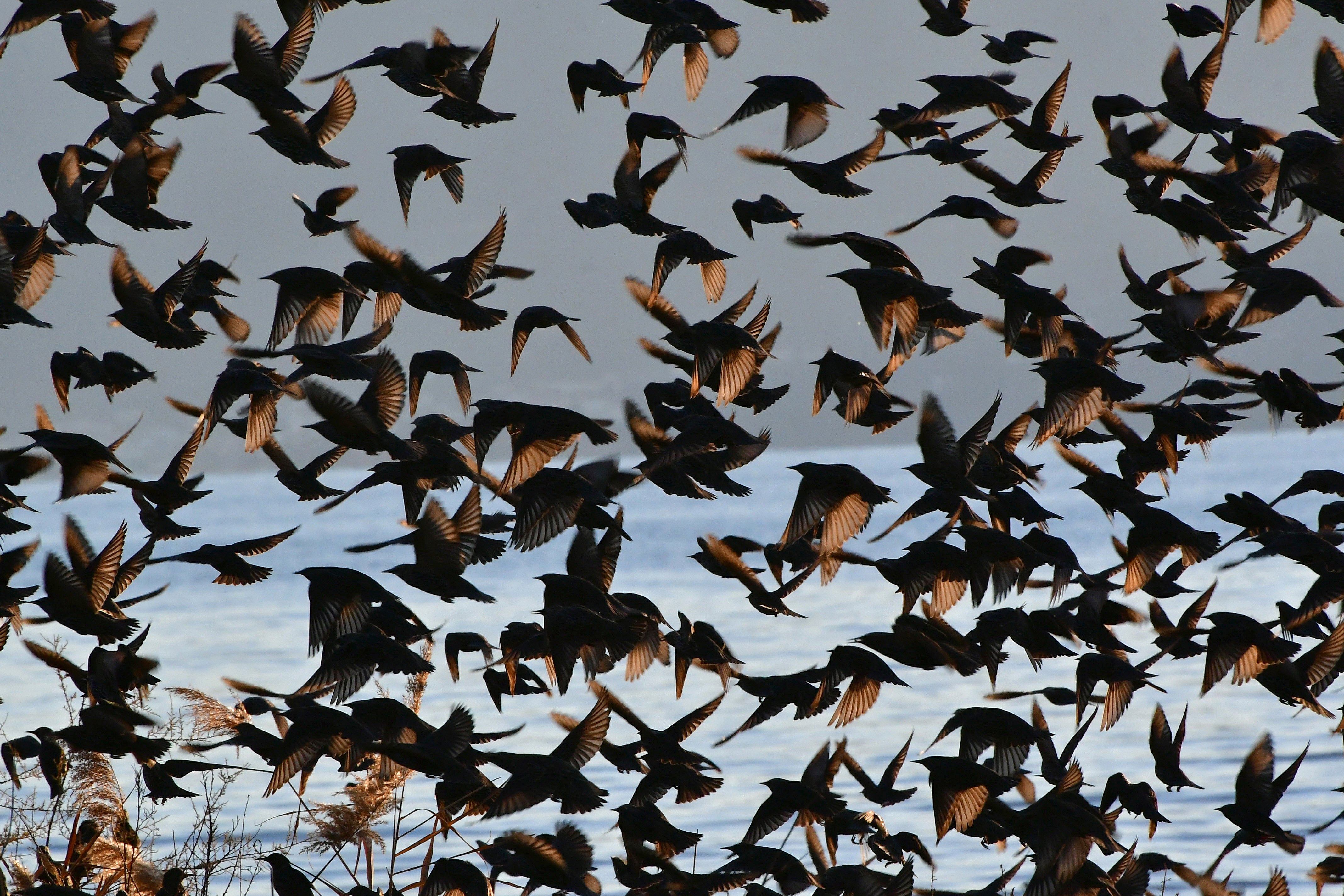 [3](外代二线)椋鸟群飞