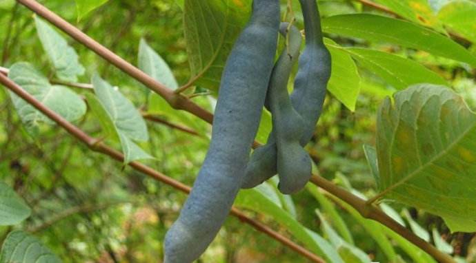 陕西略阳,大山深处这种野果,长的像香蕉你肯定也吃过呢!